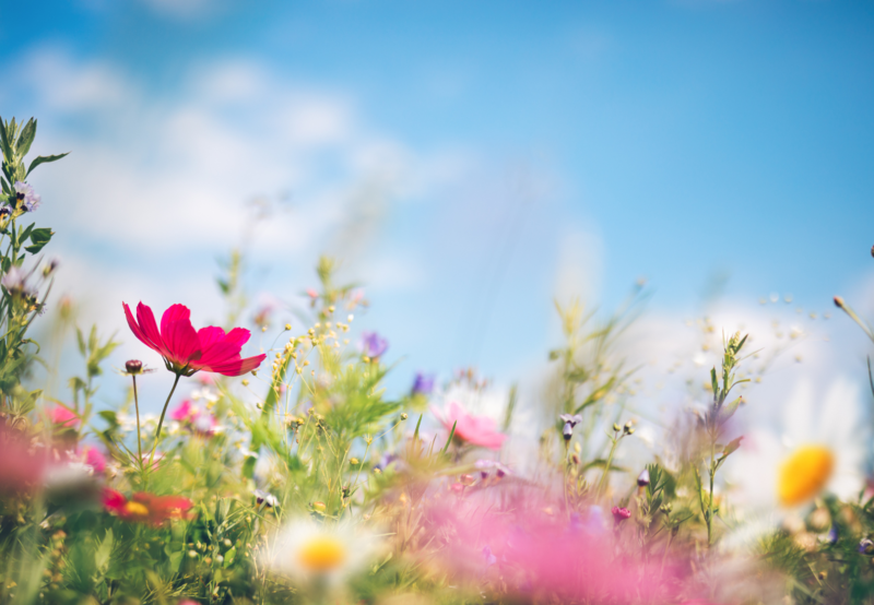 Pink and white daisies with blue sky